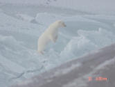 USS HONOLULU - Meets polar bear